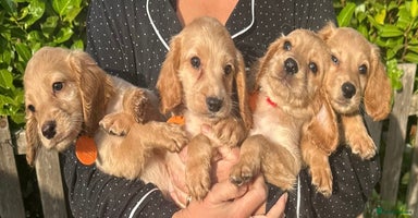 Cockapoo dogs - Advert 1