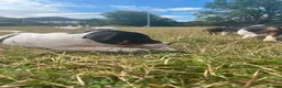 Jack Russell dogs for sale: Gorgeous Jack Russell Puppies  - Advert 10