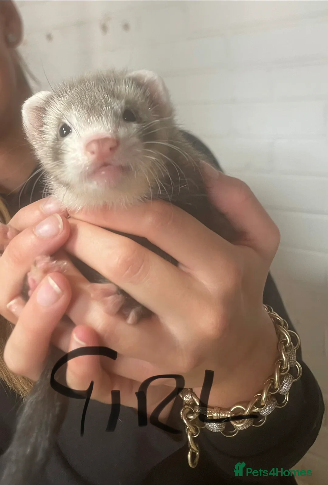 Ferret rodents for sale: Kits for sale  - Advert 2