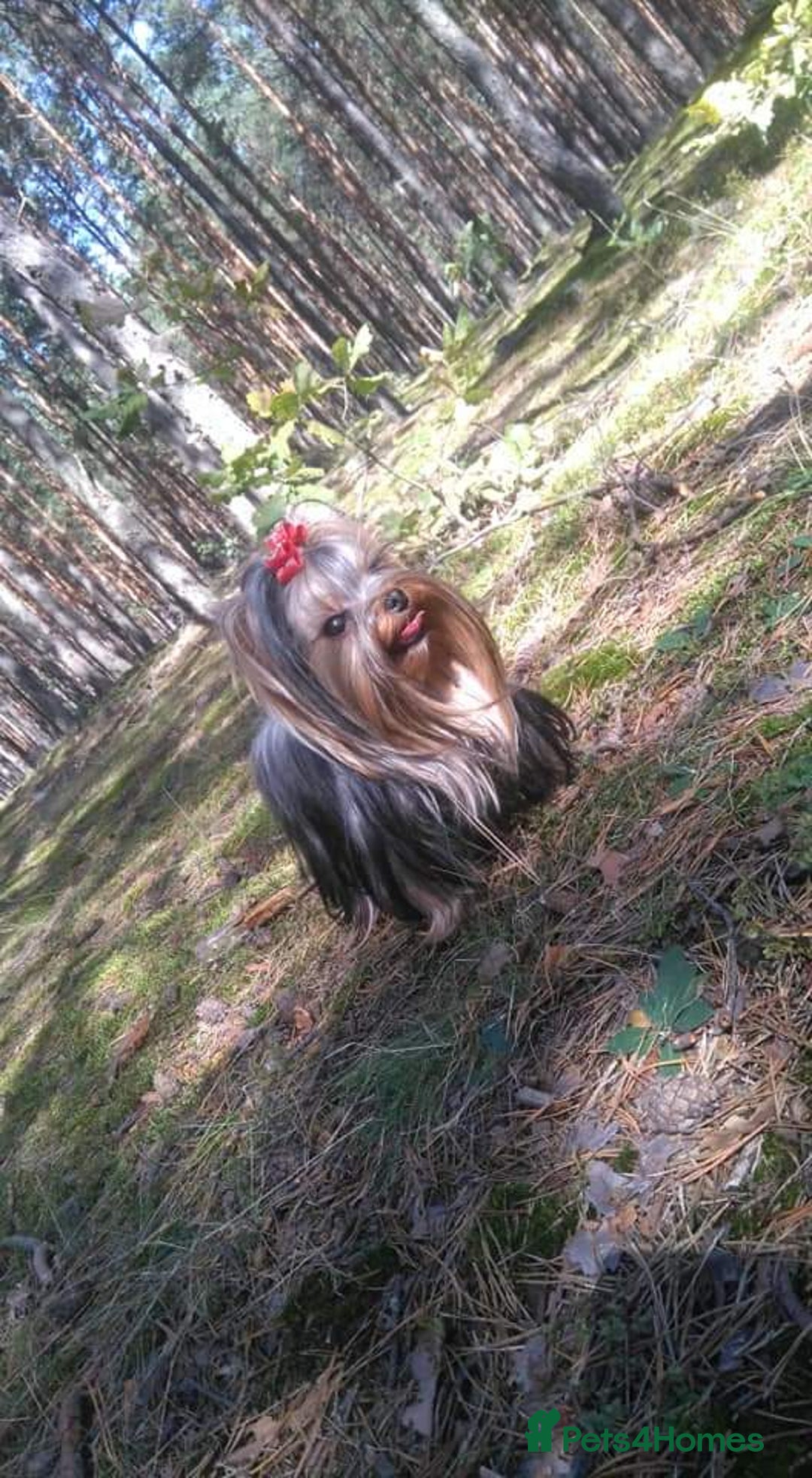 Yorkshire Terrier dogs for stud: KCReg Assured Breeder/Benjamin looking for a date in Southampton - Advert 15