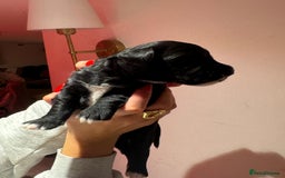 Portuguese Water Dog dogs for sale: Art Nouveau - Image 25