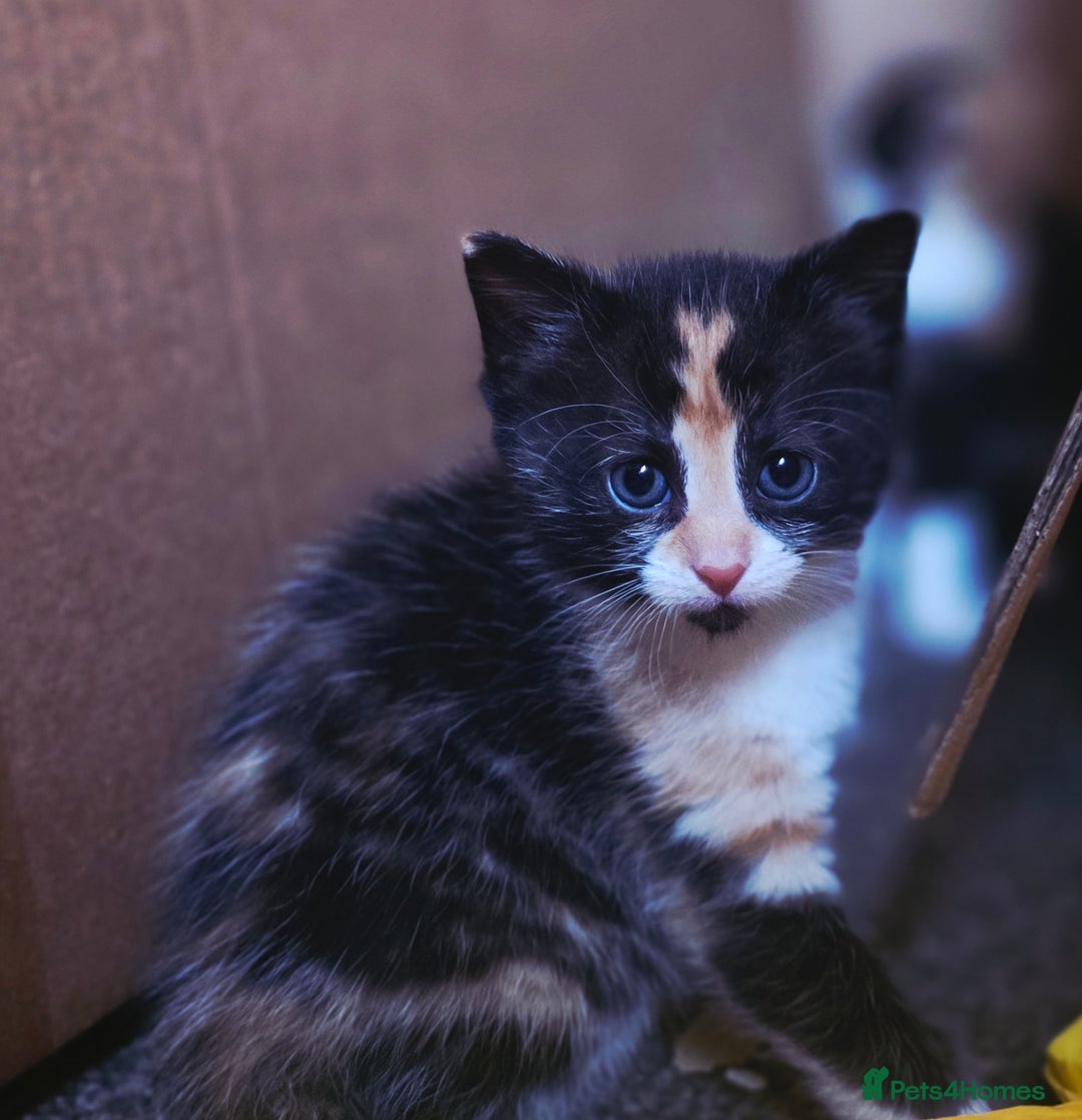 Mixed Breed cats for sale: Last girl left  - Image 6