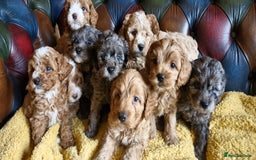 Cavapoo dogs for sale: Gorgeous f1b Cavapoo puppys.Health tested parents  - Image 1