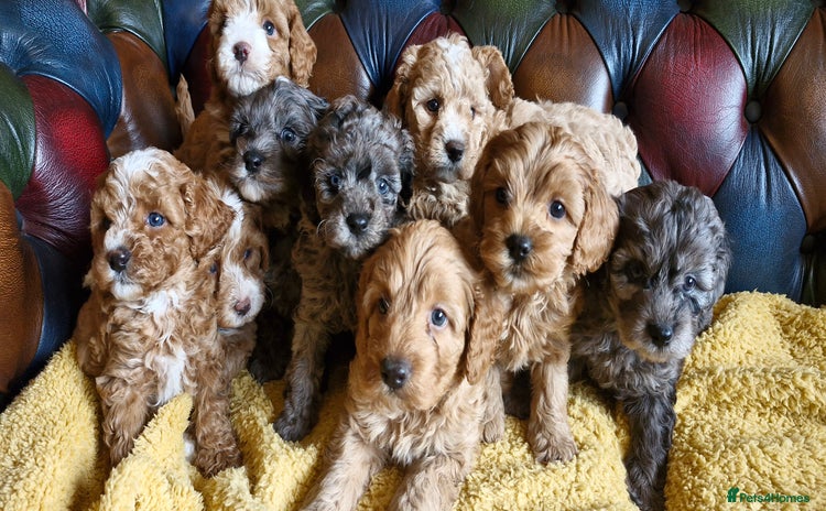 Cavapoo dogs - Advert 1