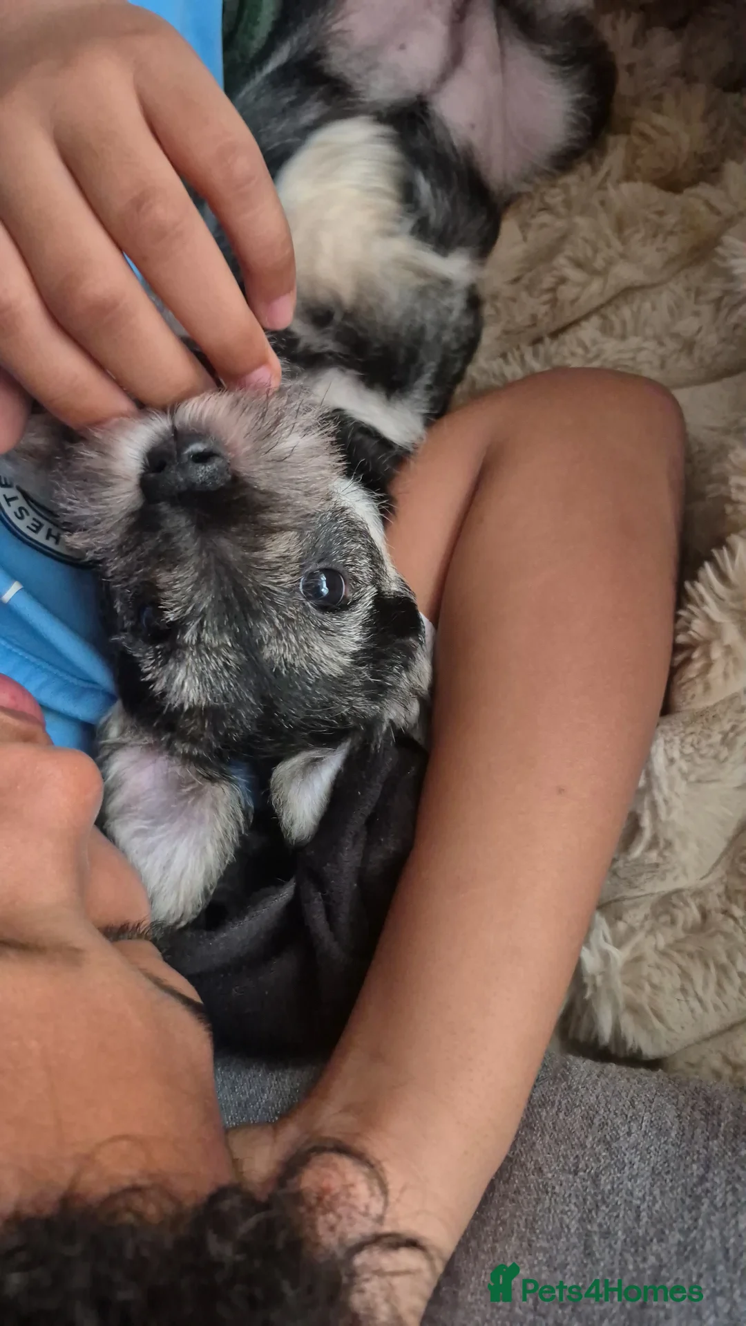 Miniature Schnauzer dogs for sale: Adorable Miniature Shnauzer ,SOLD - Advert 6