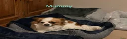 Chihuahua dogs for sale: Beautiful Chihuahua puppies  - Advert 1