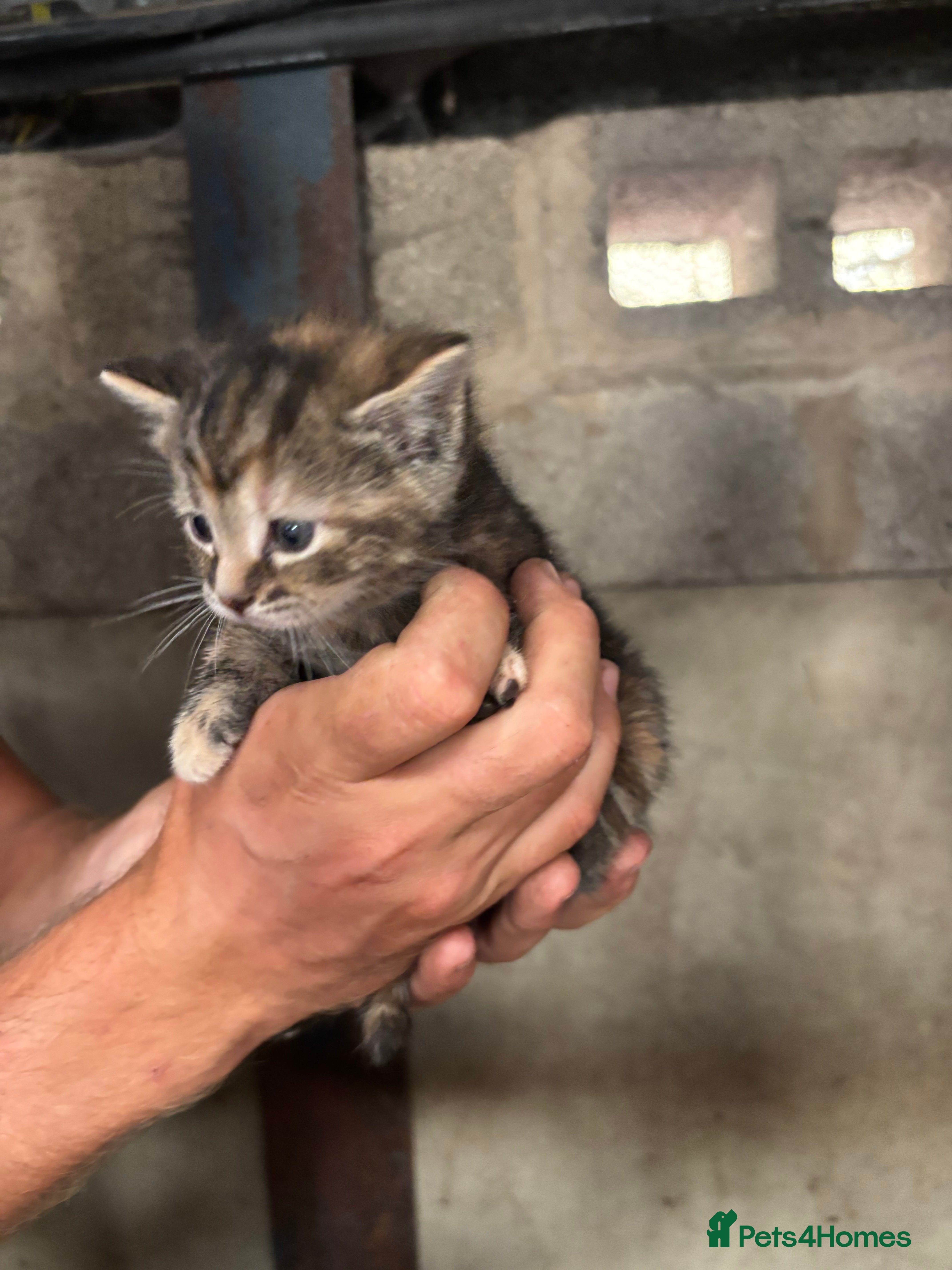 Mixed Breed cats Beautiful litter of active and playful farm kitten - Advert 2