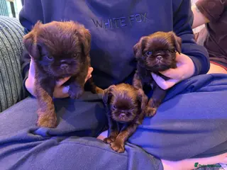 Griffon Bruxellois dogs Gorgeous rough coat chocolate Griffon Puppies - Advert 1