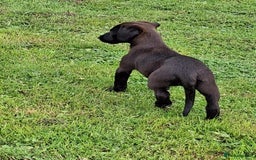 Mixed Breed dogs for sale: Bedlington x whippet - Image 3