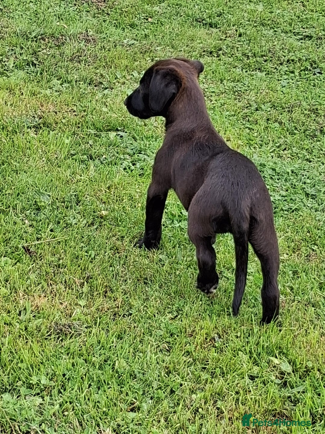 Mixed Breed dogs for sale: Bedlington x whippet - Image 3