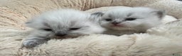 Siberian cats for sale: 🩷🩷GCCF Siberian Neva Masquerade Kittens🩷🩷 - Advert 9