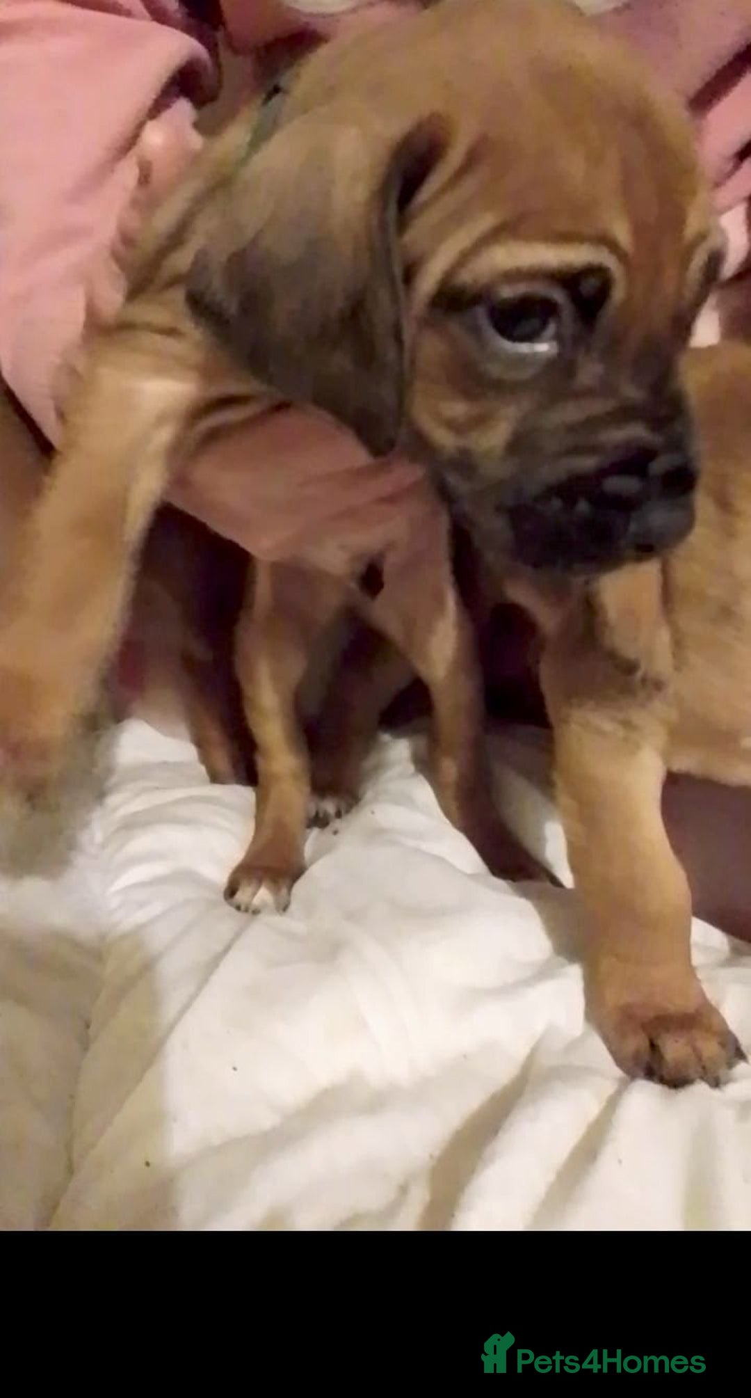 Rhodesian Ridgeback dogs for sale: Rhodesian Ridgeback Puppies - Advert 7