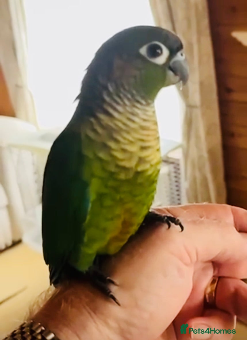 Conures birds ‘Hand-Reared’ Green Cheeked Conure Chicks  - Advert 5