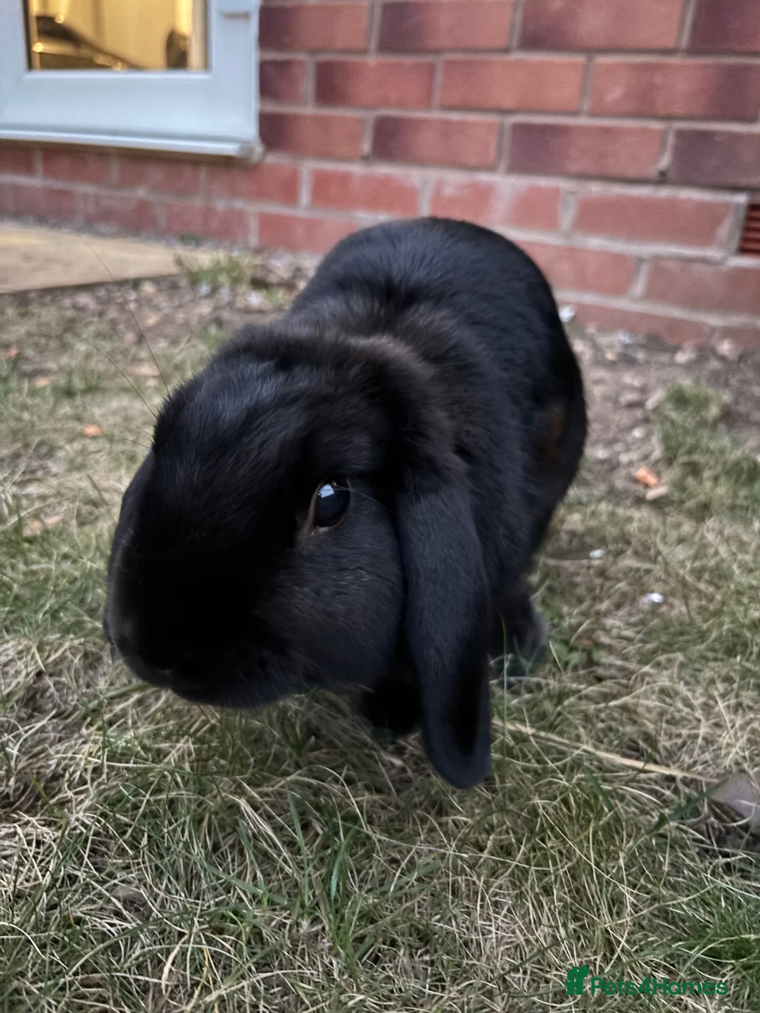 Mini Lop rabbits for sale: Mini Lop Rabbit looking for a home 🥰 - Image 4