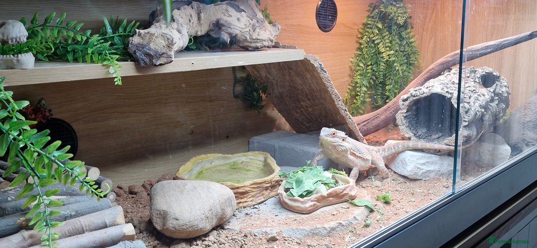 Bearded Dragon reptiles for sale: Bearded dragon - Advert 8