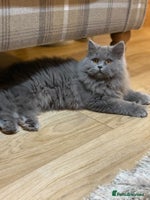 British Shorthair cats - Advert 12
