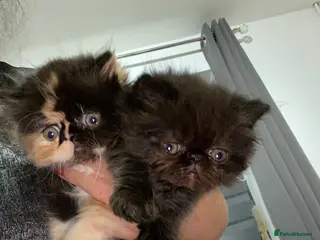 Persian cats Our beautiful litter of 3 Persian x kittens - Advert 20