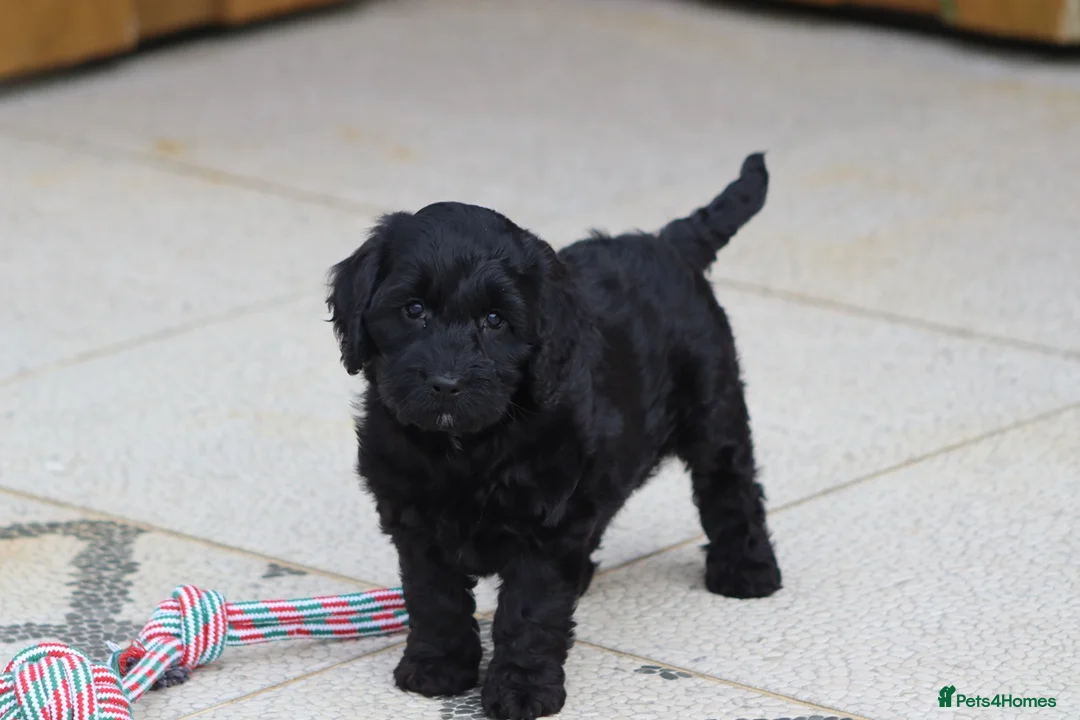 Cockapoo dogs for sale: F1 Cockapoo puppies for sale - Advert 9