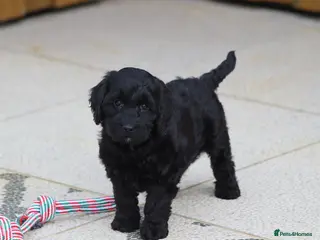 Cockapoo dogs F1 Cockapoo puppies for sale - Advert 9