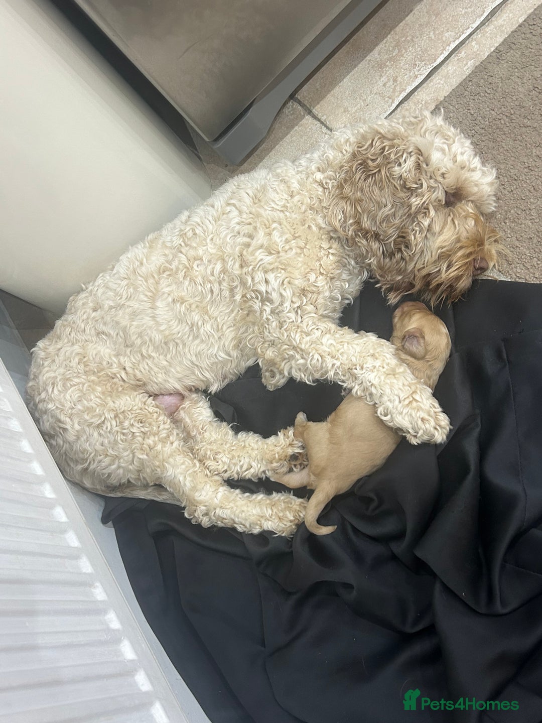 Cockapoo dogs for sale: Gorgeous cockapoo pup!  - Advert 6