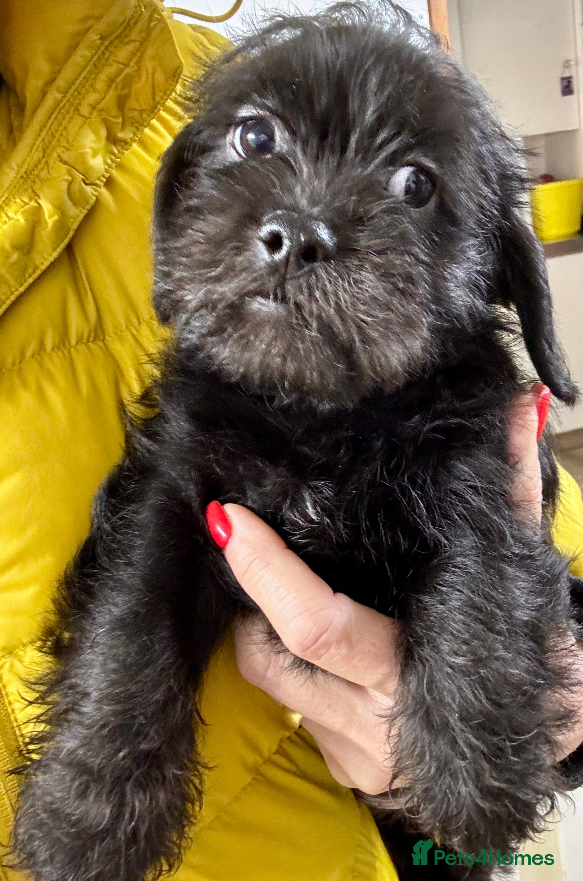 Mixed Breed dogs Shihtzu x mini wire daxi adorable  - Advert 17