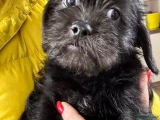 Mixed Breed dogs Shihtzu x mini wire daxi adorable - Advert 17