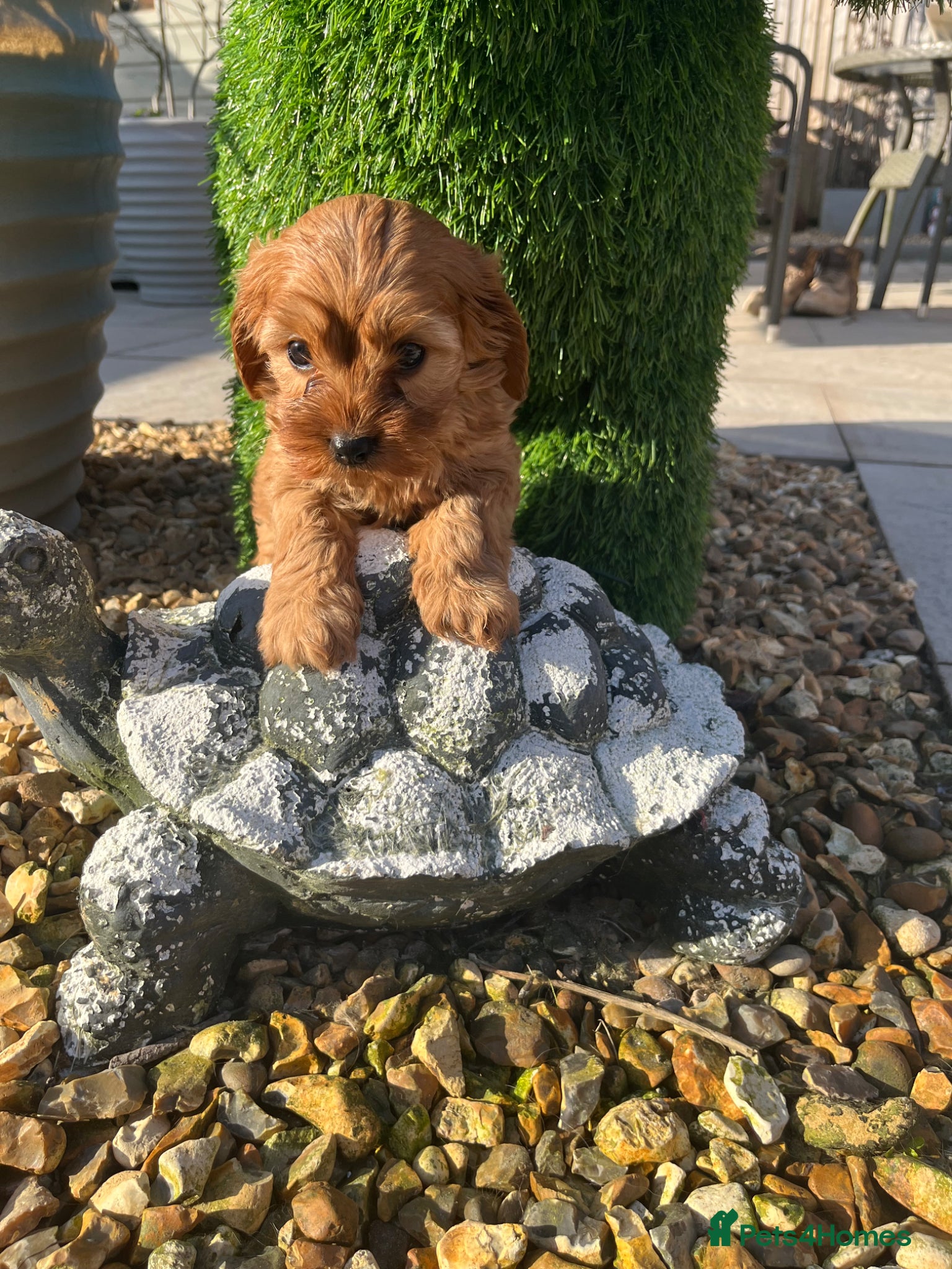 Cavapoo dogs Gorgeous Pretty F2 Cavapoo Puppies 🐾 - Advert 8