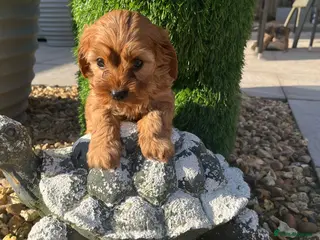 Cavapoo dogs Gorgeous Pretty F2 Cavapoo Puppies 🐾 - Advert 8