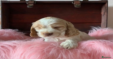 Cocker Spaniel dogs - Advert 5