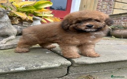 Toy Poodle dogs for sale: Beautiful KC Reg. Small Toy Poodle Puppies - Image 17