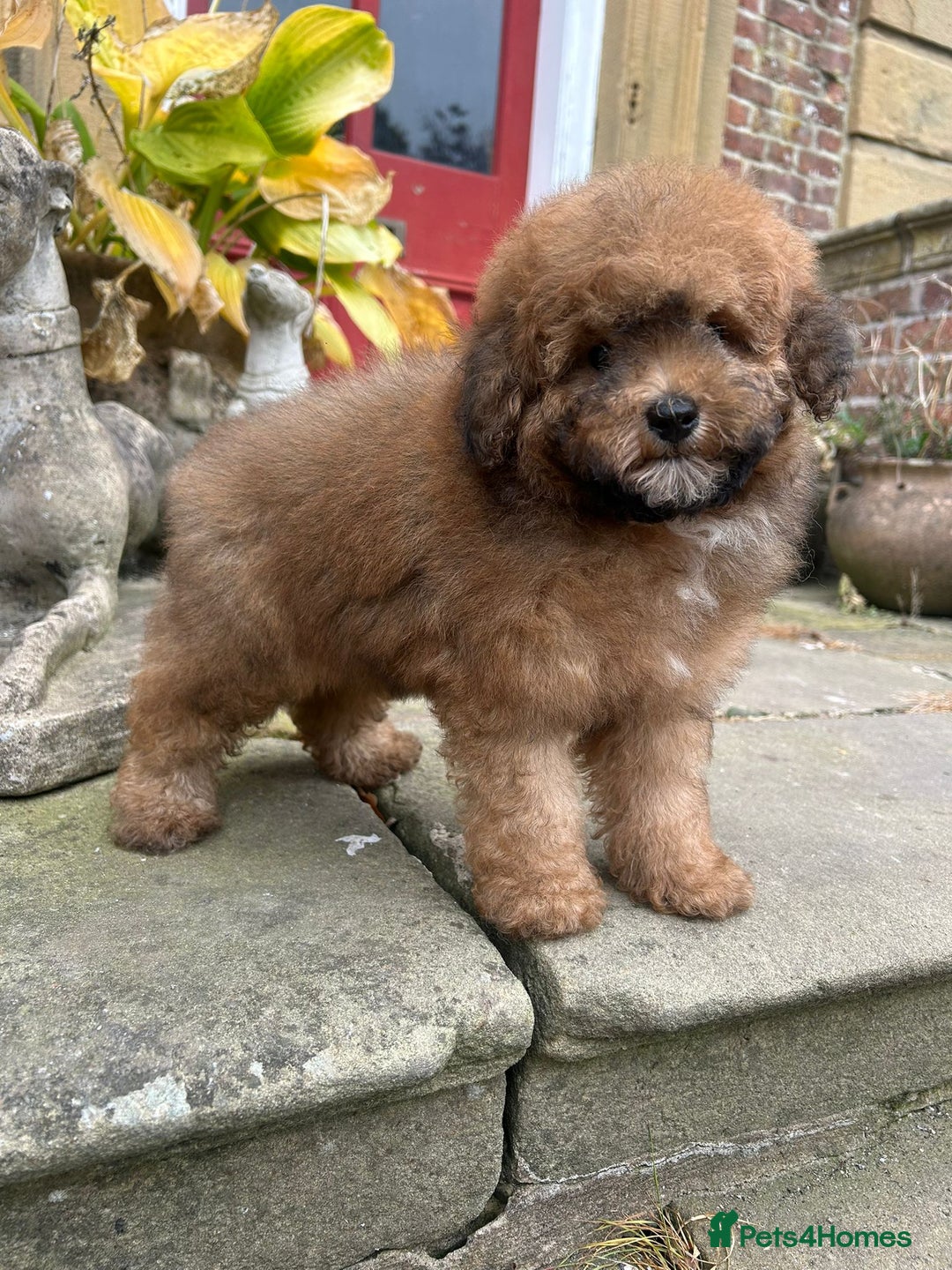 Toy Poodle dogs for sale: Beautiful KC Reg. Small Toy Poodle Puppies - Image 17