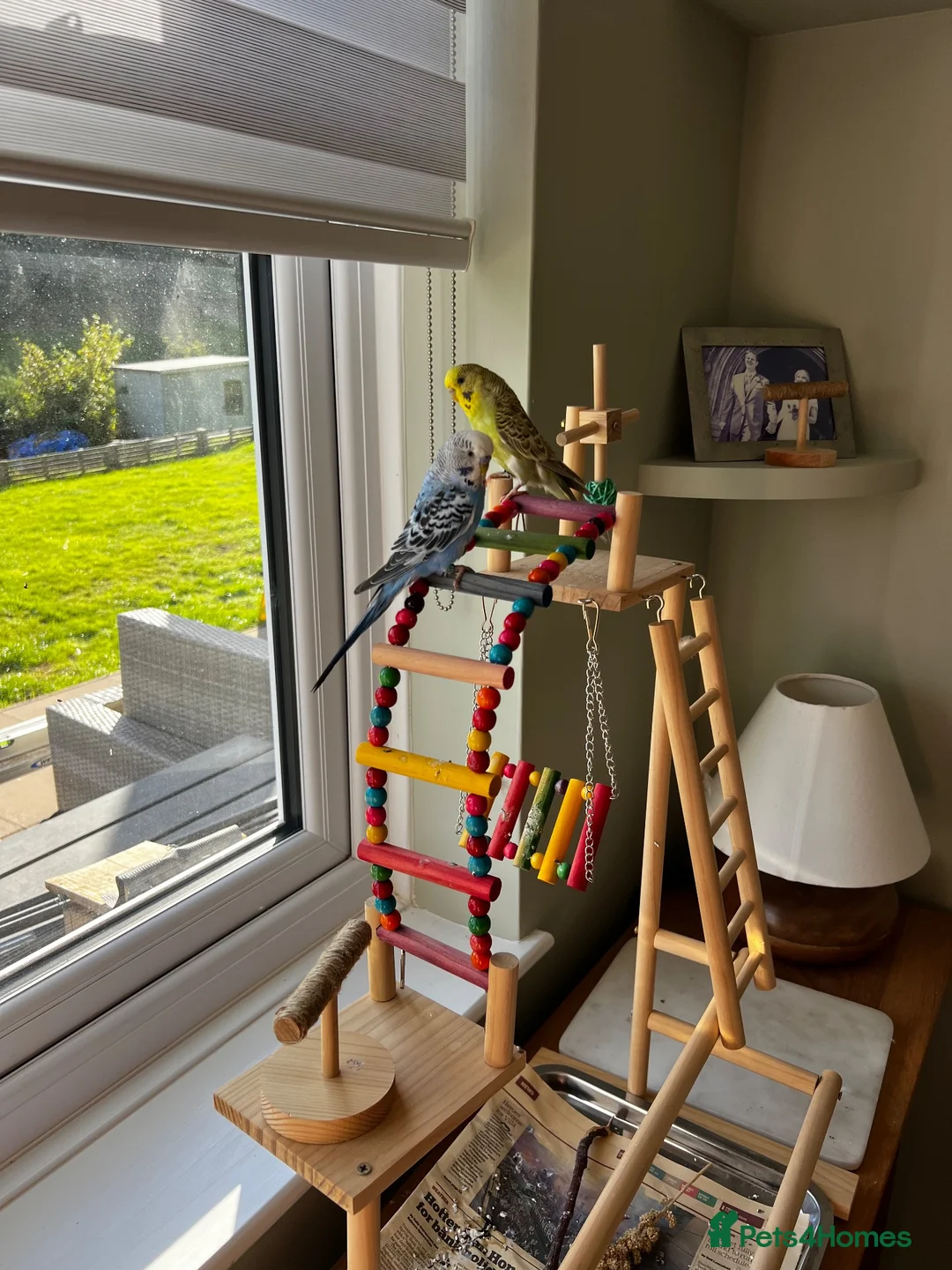 Budgerigars birds for sale: Two young budgies with cage and accessories in Llanidloes - Advert 2