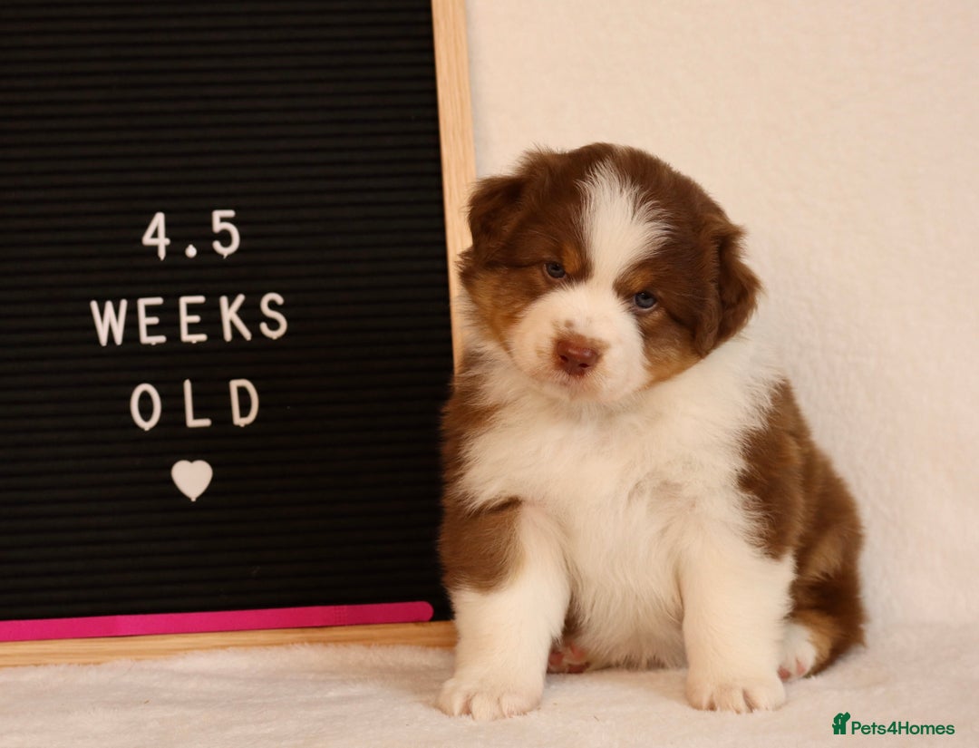 Australian Shepherd dogs for sale: KC Australian Shepherd Puppies  - Image 1
