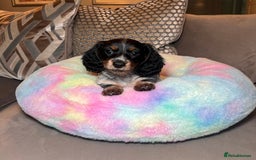 Miniature Dachshund dogs for sale: KC registered longhair Piebald puppies  - Image 8