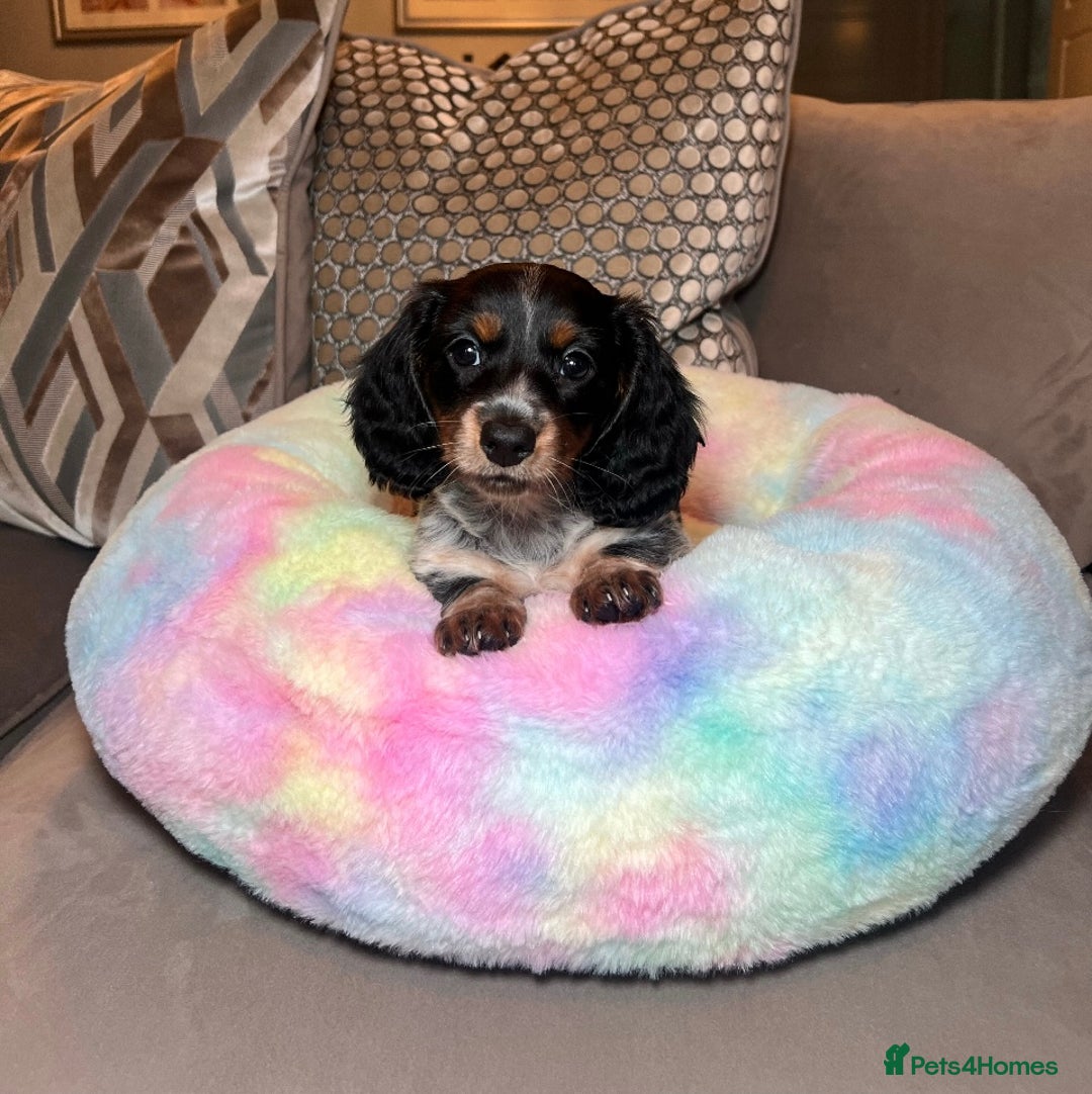 Miniature Dachshund dogs for sale: KC registered longhair Piebald puppies  - Image 8