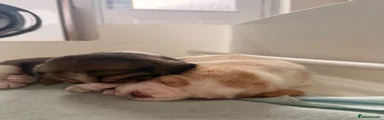 Stitch  and peanut both females