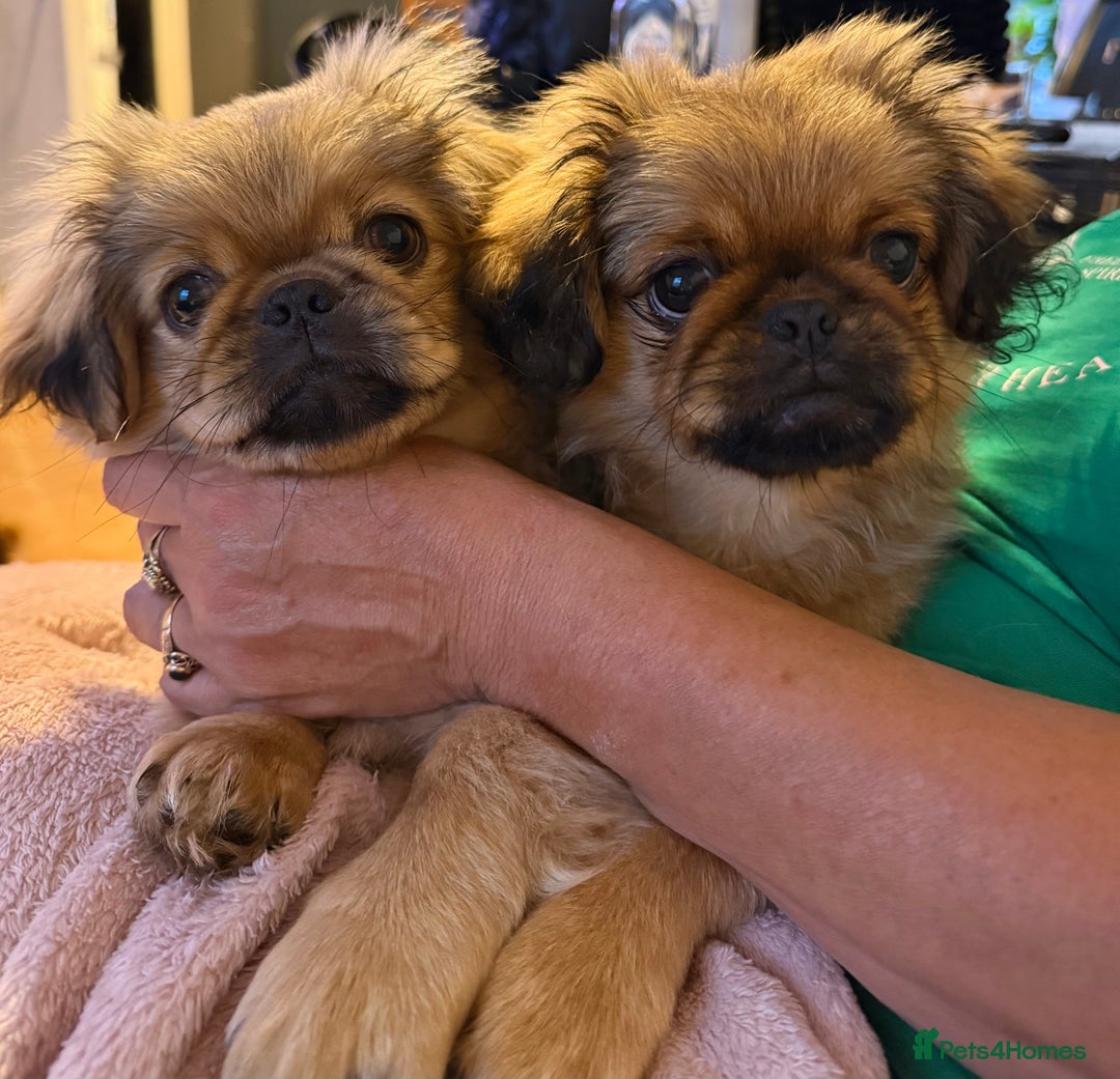 Pekingese dogs for sale: CARMEL - 2 Pekingese puppies BOYS ! Fully vaccinated! - Image 30