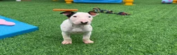English Bull Terrier dogs for sale: Stunning English bull terrier puppies for sale  - Advert 11
