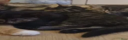 Mixed Breed cats for adoption: 4 healthy rescue kittens available to reserve in Hook - Advert 2