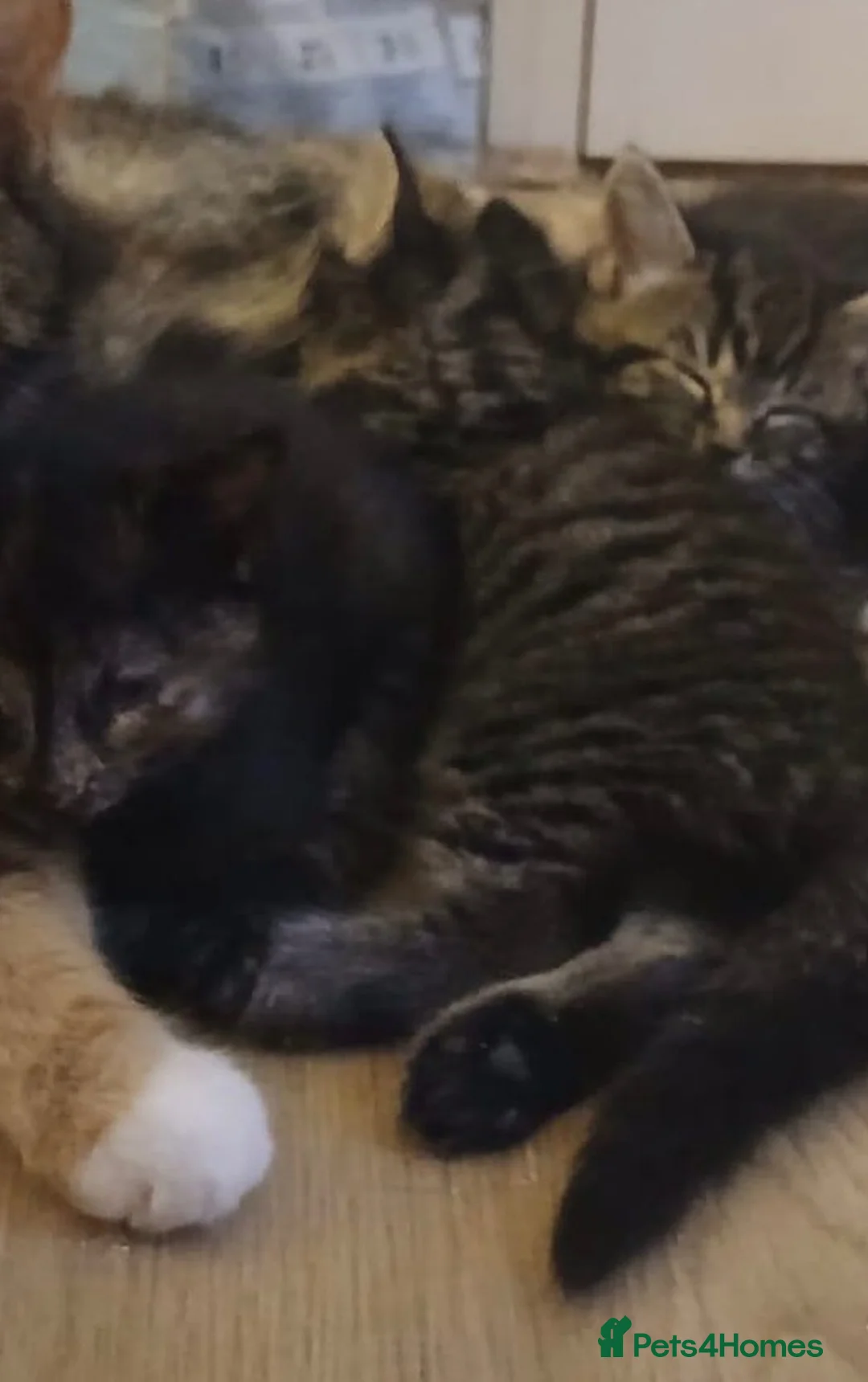 Mixed Breed cats for adoption: 4 healthy rescue kittens available to reserve in Hook - Advert 2