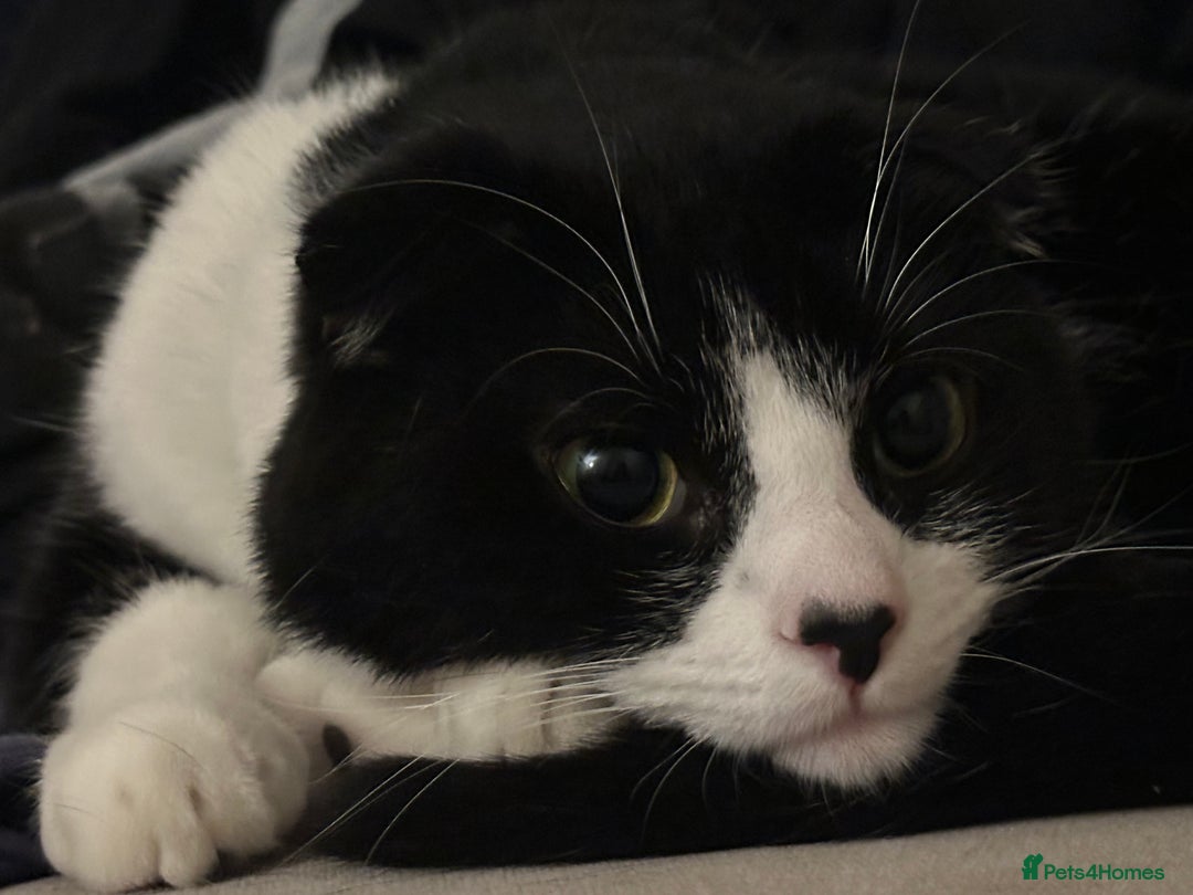 Scottish Fold cats for sale: Scottish fold (half) - Image 9