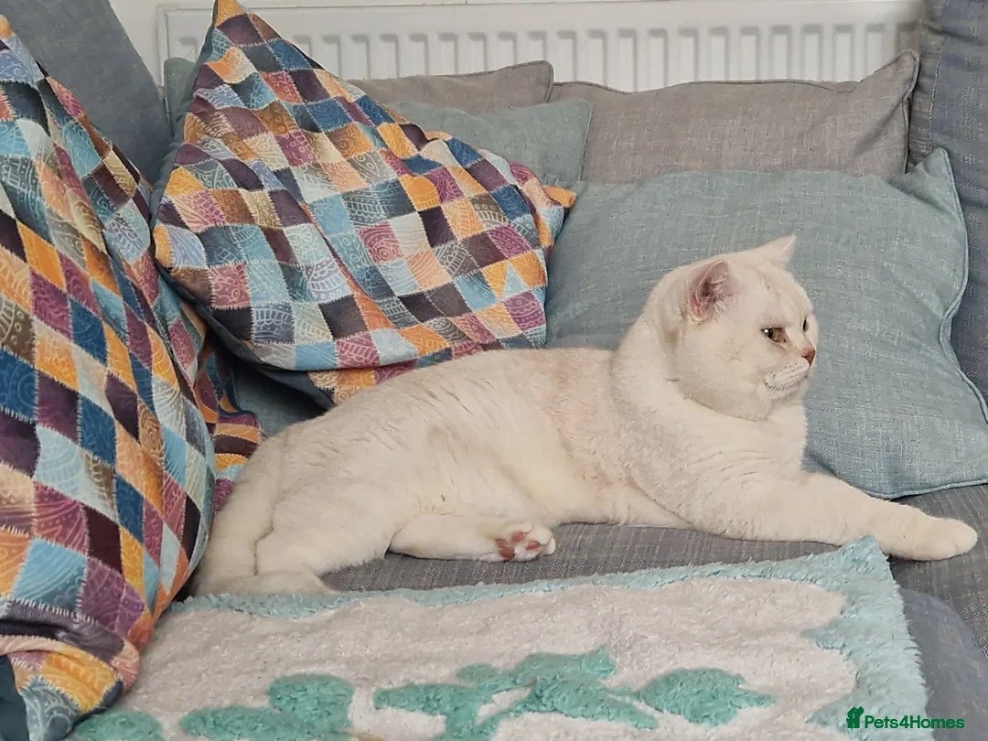 British Shorthair cats British Shorthair Cream Boy - Advert 3