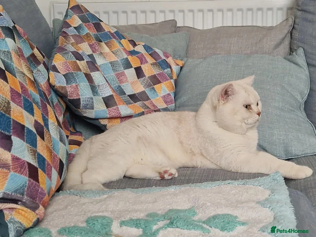 British Shorthair cats for sale: British Shorthair Cream Boy - Advert 1