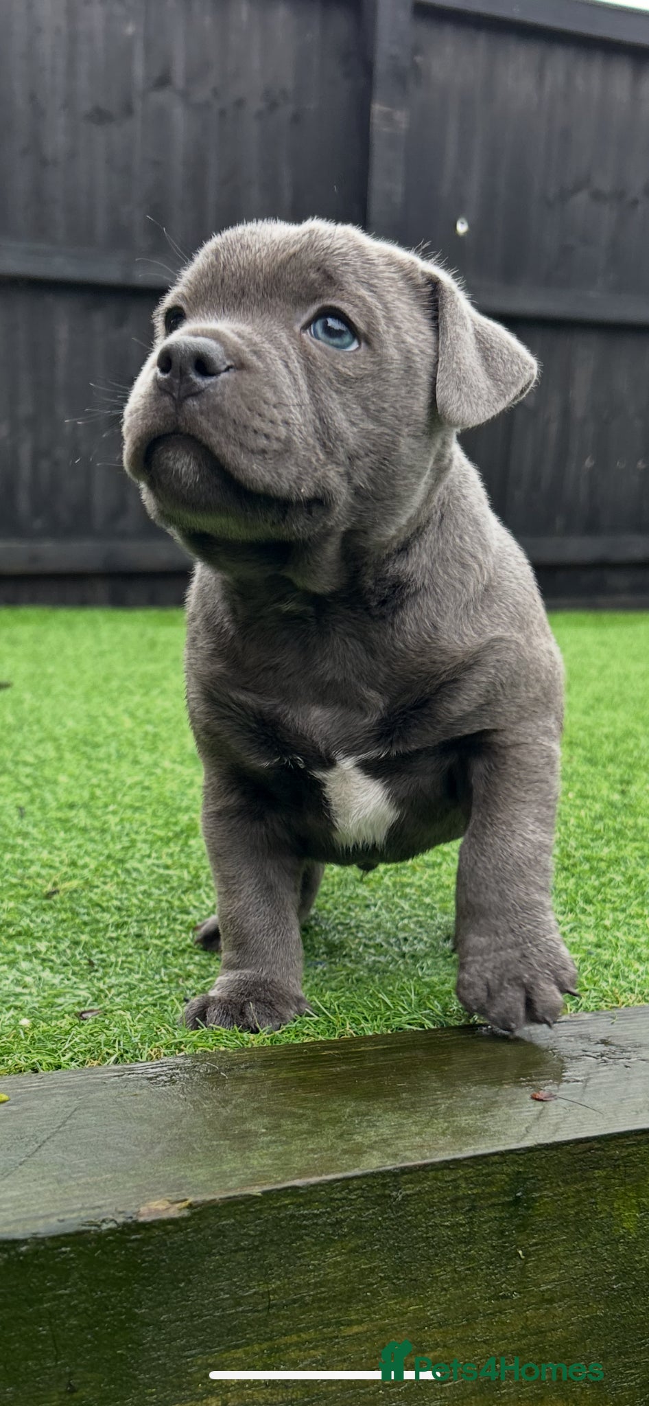 Staffordshire Bull Terrier dogs VAULTSTAR Staffordshire bull terriers - Advert 1