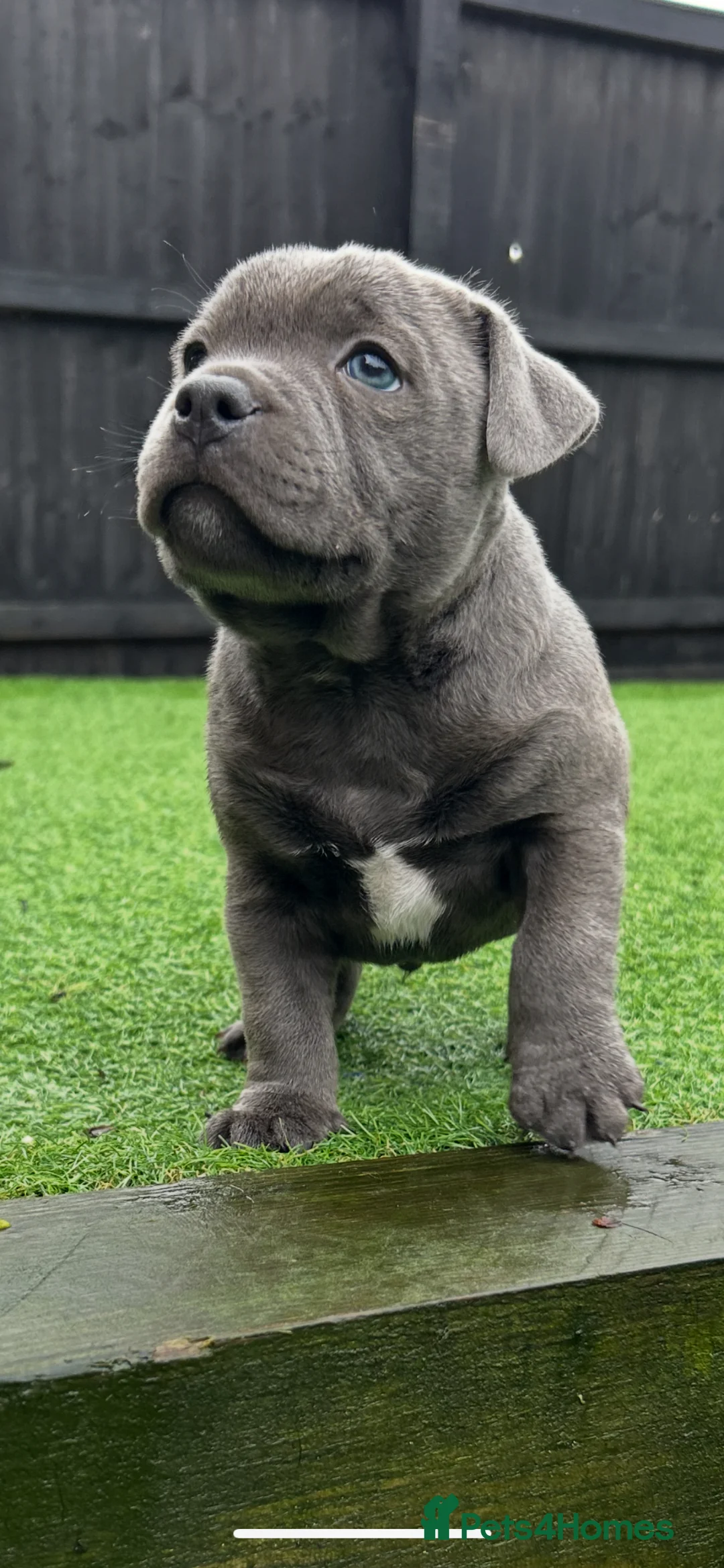 Staffordshire Bull Terrier dogs for sale: VAULTSTAR Staffordshire bull terriers in Loughborough - Advert 1