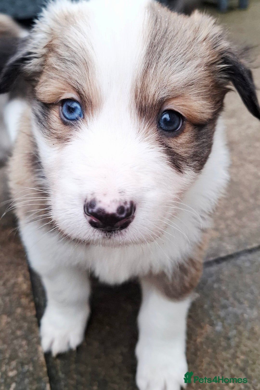 Border Collie dogs for sale: Rare sable and white pure Border Collie puppies. - Advert 18