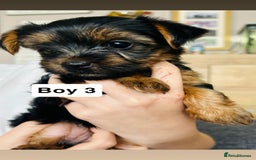 Yorkshire Terrier dogs for sale: 3 gorgeous Yorkshire terrier boy puppies - Image 3