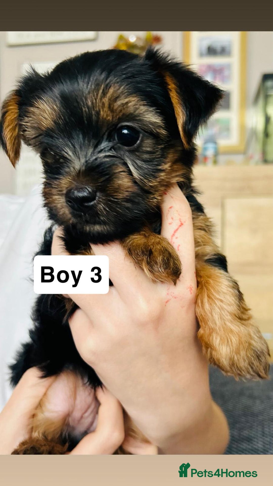 Yorkshire Terrier dogs for sale: 3 gorgeous Yorkshire terrier boy puppies - Image 3