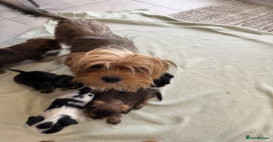Yorkshire Terrier dogs Miniature Yorkie Puppies  - Advert 5