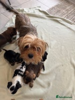 Yorkshire Terrier dogs Miniature Yorkie Puppies - Advert 2